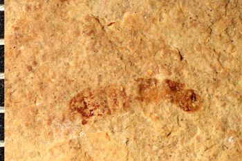 Media type: image;   Entomology PALE-1583